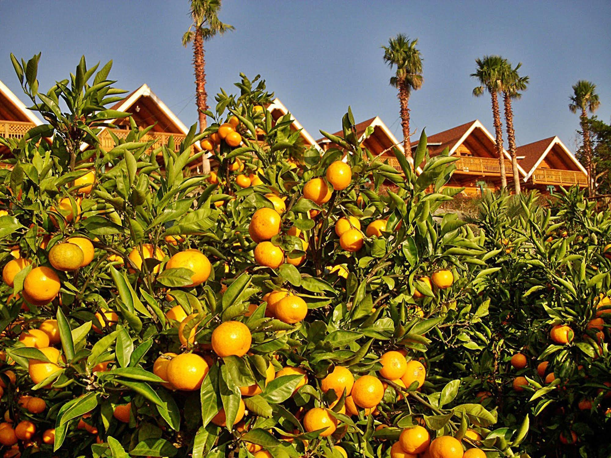 Jungmun Log Pension & Resort Seogwipo Exterior photo